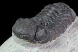 Bargain, Austerops Trilobite - Visible Eye Facets #119623-4